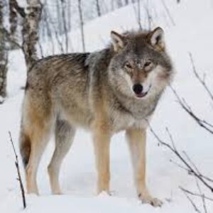 Profile photo of TWIN